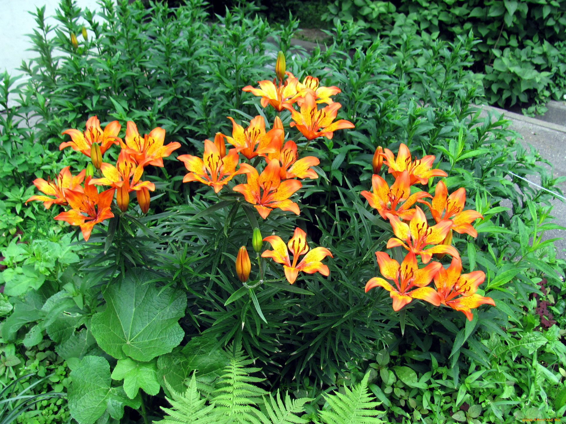 лилия садовая фото кустовая